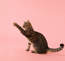 The cat balances on three legs while lifting its front paw. Its body faces left.