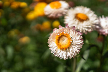 olorful straw flower blossom booming in garden