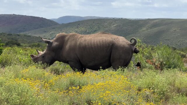 White Rhino defecates and Marks its Territory with Middens