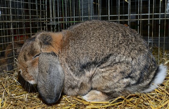 Hauskaninchen
