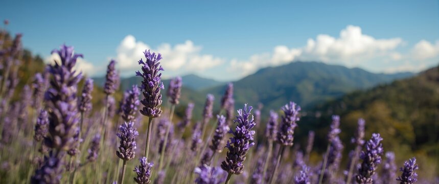 Atok Benguet's Sakura Park features English lavender