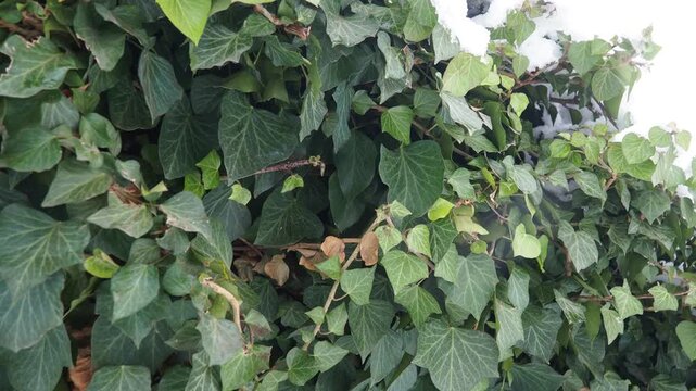 Ivy Leaves Peeking Through Soft, Fluffy Snow, Beautiful Contrast Against White Blanket. Winter Wonderland Creates A Serene Atmosphere, Transforming Landscape Into Magical Scene. Snowfall in Serbia