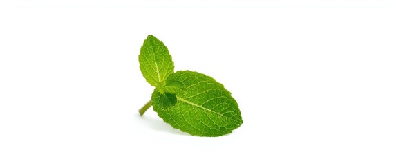 Naklejka premium Isolated peppermint leaves against white backdrop