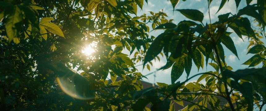 Green-leaved white mulberry alongside brunch setup