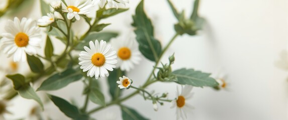 Elegant Chamomile Flowers with Green Leaves on a White Background