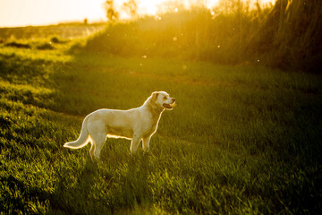Happy mixed breed dog walking freely through green fields during golden hour. Outdoor lifestyle...