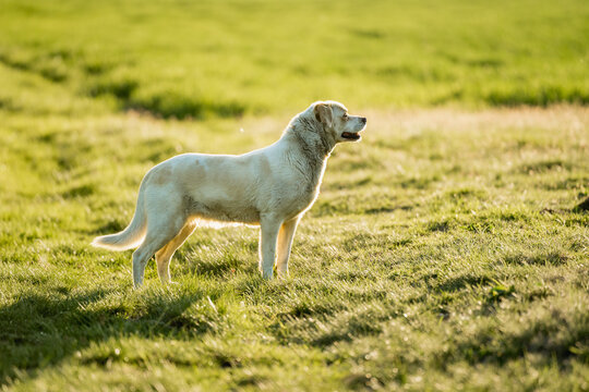 Happy mixed breed dog walking freely through green fields during golden hour. Outdoor lifestyle scene showing freedom, nature, companionship and active countryside walk.
