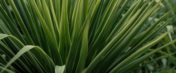 Ornamental plant Hanjuang Kemoceng (Cordyline fruticosa) with focus on background, leaf texture, and spring scenery
