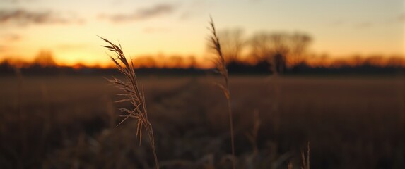 Fototapeta premium Serene sunset scene with a few dry straw pieces