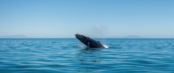 Fototapeta premium Hermanus, Whale Coast, Overberg, Western Cape: Southern right whale (Eubalaena australis) calf breaching and callosities display