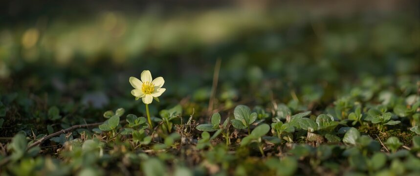 Pastel-hued yellow winter aconite blossom