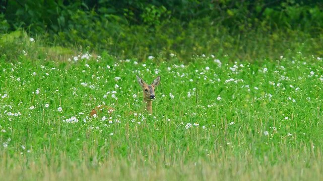 Roe Deer Doe (Capreolus capreolus) Walking and Feeding on a Sunny Summer Morning Flower Meadow, Cologne, North Rhine-Westphalia, Germany