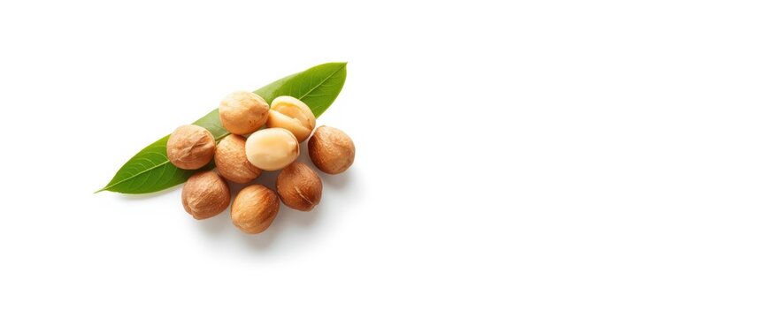 White background featuring macadamia nuts and leaf