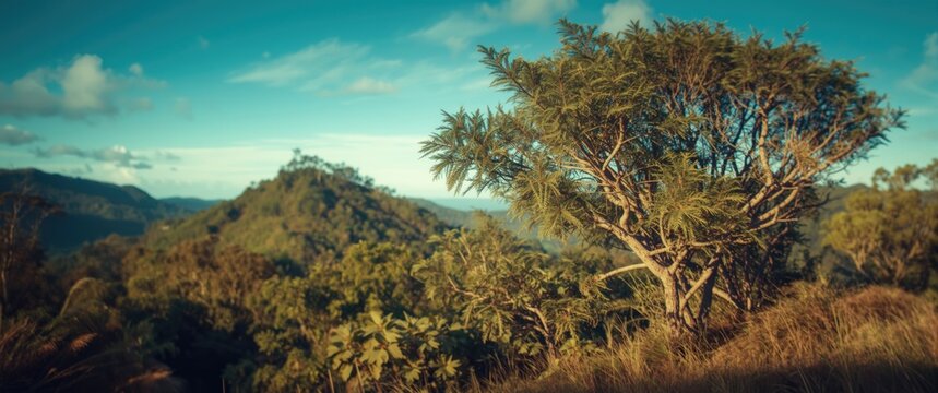 Coromandel Peninsula's New Zealand native bush forest displaying green hills and Punga endemic tree ferns with a cross processed, retro color filter