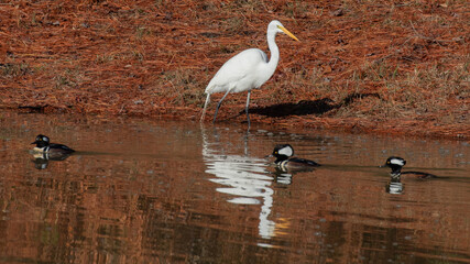 Reflection of a great white egret on a North Carolina pond