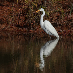 Reflection of a great white egret on a North Carolina pond