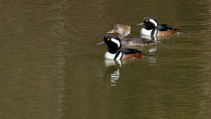  Merganser Ducks on a North Carolina pond looking for fish