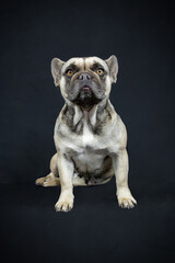 Obraz premium Adorable Fawn French Bulldog Studio Portrait Looking Up Against a Black Background 