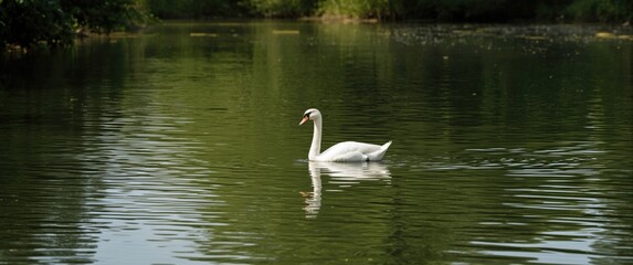 Naklejka premium White duck wandering on the farm