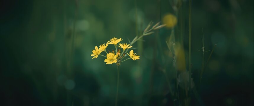 Wild Yellow flowers of Beaked Hawk's beard (Crepis versicaria) set against a dark green background