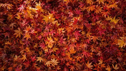 Detailed view of multicolored maple leaves in a forest, serving as a natural background for fall-themed layouts, World Environment Day