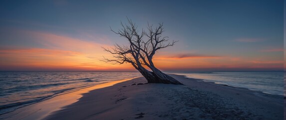 Tree without leaves on a beach at sunset background, featuring sky, summer, travel, nature, wood, landscape, leaf, forest