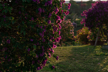 Blooming bougainvillea landscape garden glowing in warm sunset light, vibrant tropical flowers and serene outdoor nature concept