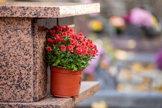 Bouquets de fleurs fraiches et multicolore d&eacute;pos&eacute;s sur un columbarium,  dans cimeti&egrave;re &agrave; l'occasion de la Toussaint. Monument de conservation des urnes fun&eacute;raires apr&egrave;s une cr&eacute;mation. France.