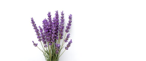 Obraz premium Closeup shot of multiple lavender flowers on a plain white background