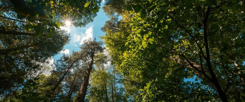 Observing the Sky Amidst Green Foliage in Summer