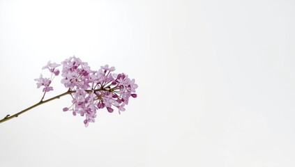 Fototapeta premium Close-up of a lilac twig with flowers set against a white backdrop for floral arrangement or background purposes