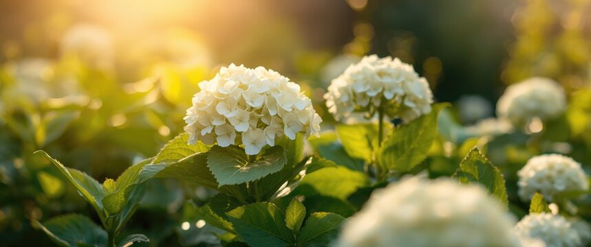 Hydrangea paniculata Magical Candle showcasing white blossoms during summer