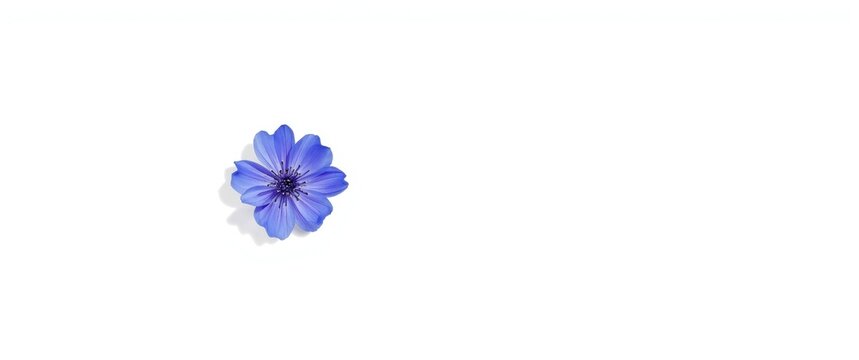 Lithodora diffusa in Cantabria - purple gromwell, isolated flower on white background, natural beauty, blue plant