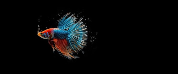 Fototapeta premium Siamese fighting fish in various colors on black background