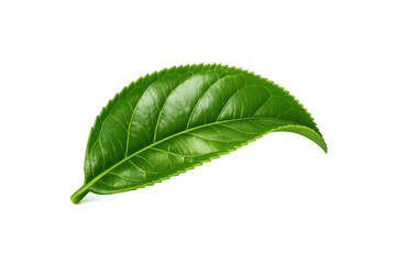 Obraz premium Fresh green tea leaf presenting a natural and organic concept. Ingredient for healthy drinks. Transparent background