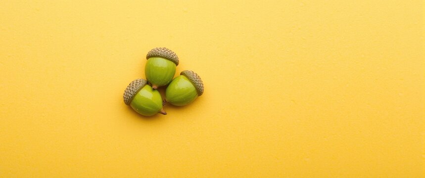 Yellow backdrop with green acorns