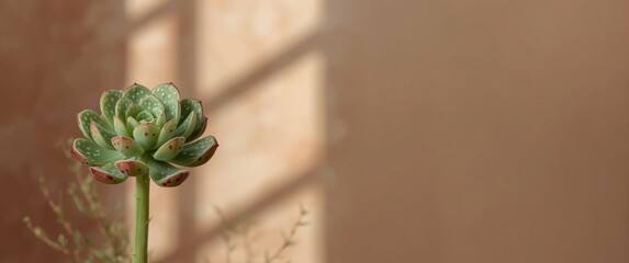 Spotted succulent plant known for its medicinal benefits