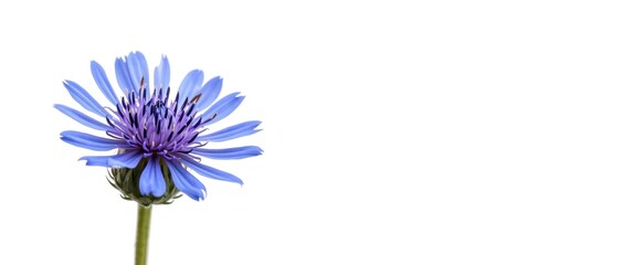 Blue cornflower macro image isolated on white background, sometimes called bachelor button or herb, showing detailed flower structure
