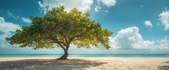 Foreground of leafy tree featuring a vast spreading crown under a blue sky with clouds