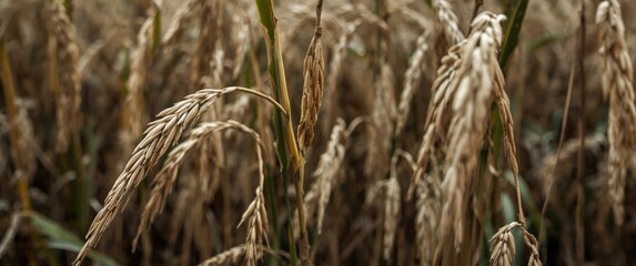 Details of rice husks for background design