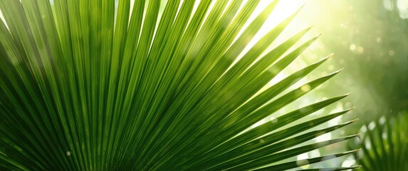 Obraz premium Zoomed-in view of a lush green palm leaf texture