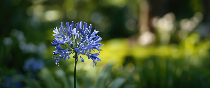 Beautiful Agapanthus, an African Lily, Blooming in Summer Garden and Botanical Settings
