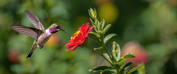 Obraz premium Santa Cruz, California: Male Anna's Hummingbird in flight and feeding behavior