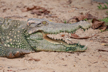 Fototapeta premium The salt crocodile on the river near canal