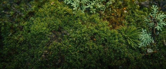 Western Siberia's forest micro-landscape featuring green moss, lichens, and natural patterns with water and grass details
