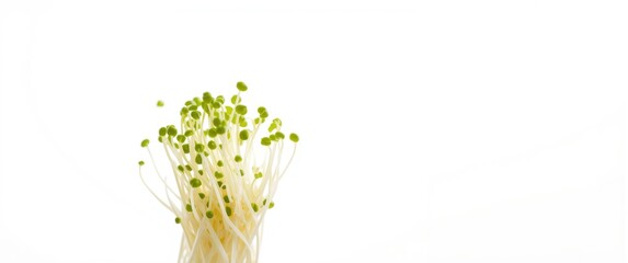 Fototapeta premium Close-up of sprouted Mung beans seed with tissue paper germination technique