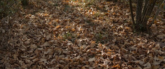 Fototapeta premium Texture of fallen bamboo leaves on ground with brown color