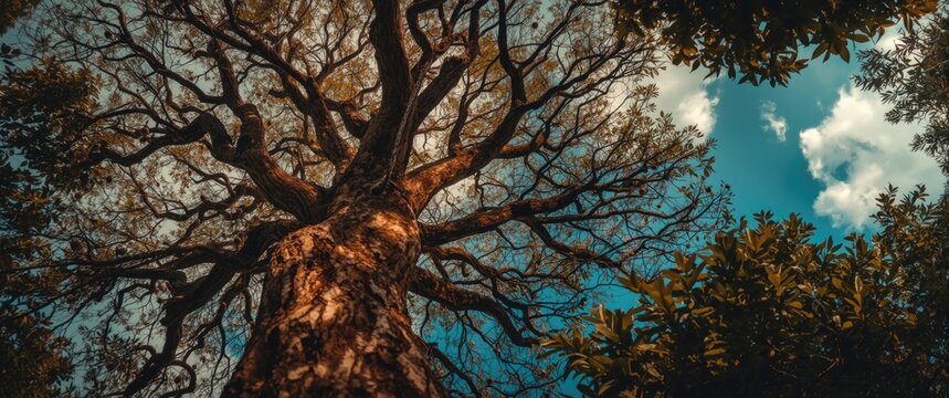Aerial perspective of tamarind tree at Pattaya