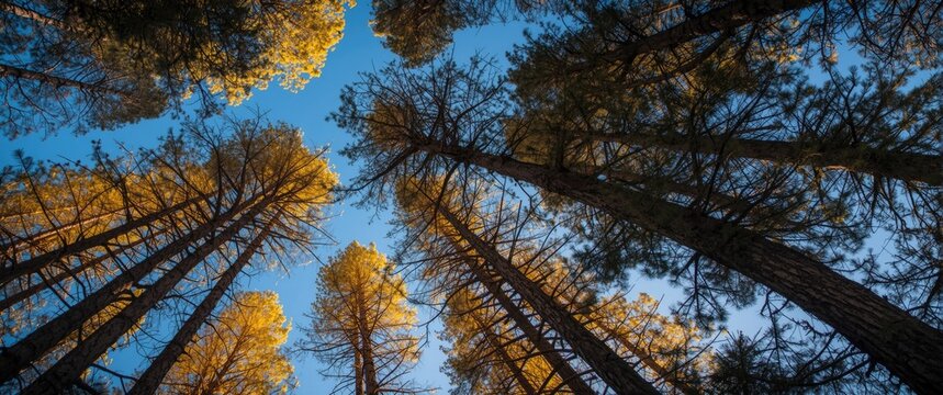 Unique tamarack trees with vibrant autumn gold needles, seen from below against the blue sky in the Cascade Mountains of Washington during October