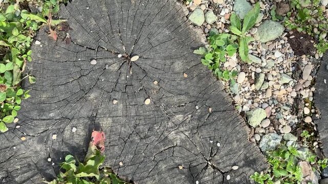 Cracked Tree Stump With Radial Fissures, Dark Porous Core Surrounded By Small Plants And Gravel, Intimate Texture Study For Conservation Record And Restoration Planning, Natural Tones.